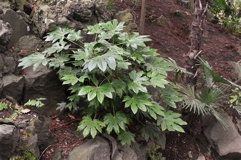 陰生植物 一覧|日陰に強い木（陰樹）特集